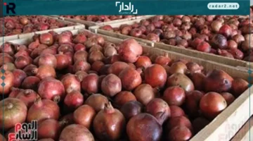 أسعار الفاكهة الأربعاء 22-10-2025 في مطروح والجوافة بـ25 جنيه